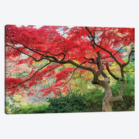 Japanese Maple Tree In Autumn Season Canvas Print #JNB1648} by Jan Becke Canvas Wall Art