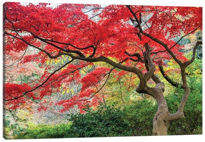 Japanese Maple Tree In Autumn Season Canvas Art Print - Japan Art