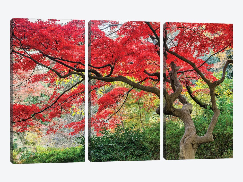 Japanese Maple Tree In Autumn Season by Jan Becke 3-piece Canvas Art