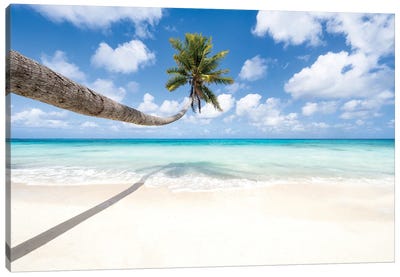 Hanging Palm Tree At The Beach Canvas Art Print - French Polynesia Art