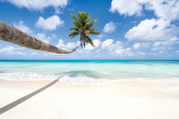 Oceania: Hanging Palm Tree At The Beach by Jan Becke
