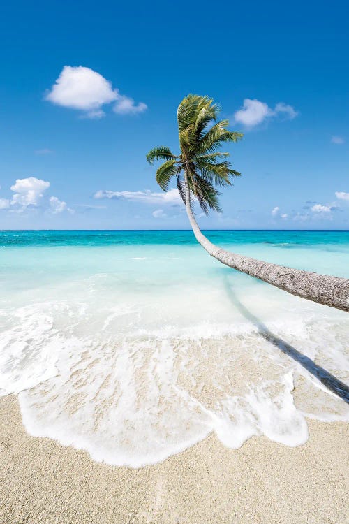 Hanging Palm Tree On A Beautiful Tropical Beach