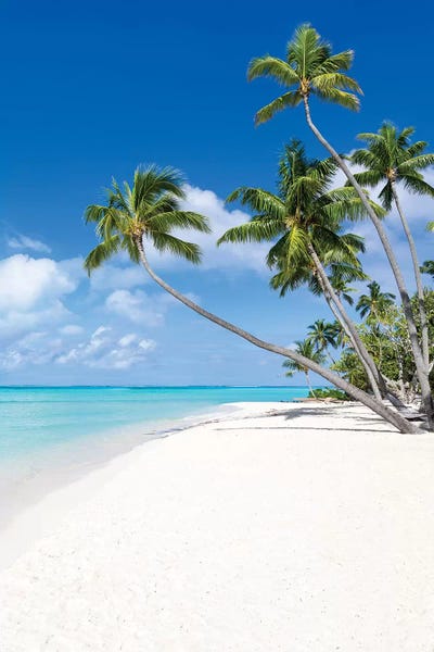 Calm: Coconut Trees At The Beach On Bora Bora by Jan Becke