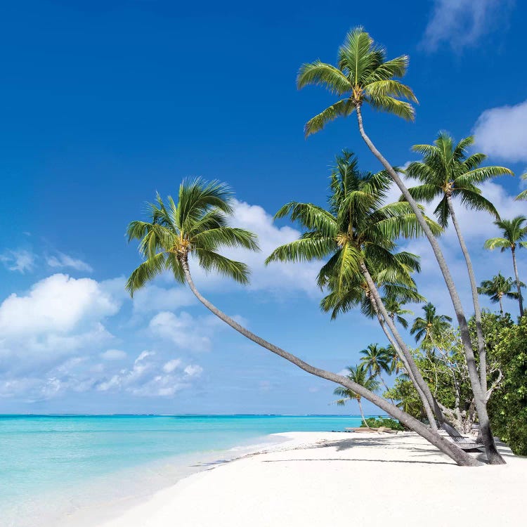 Tropical Island On Bora Bora