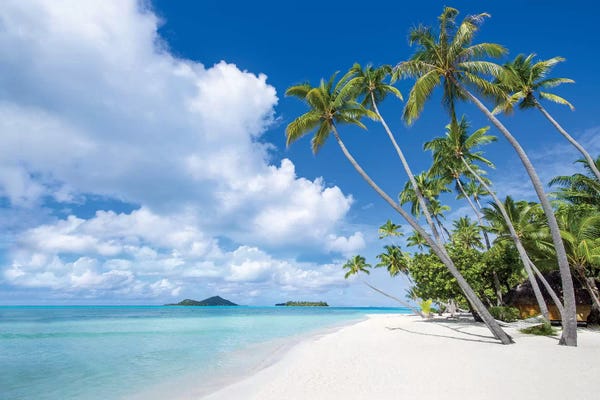 Tropical Beaches: Palm Trees A The Beach, Bora Bora Atoll by Jan Becke