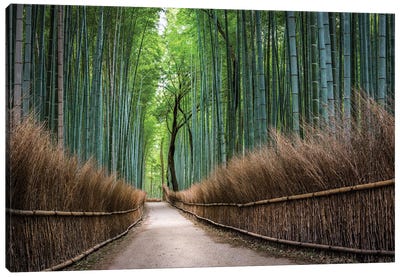 Green Arashiyama Bamboo Forest, Kyoto, Japan Canvas Art Print - Arashiyama Bamboo Forest