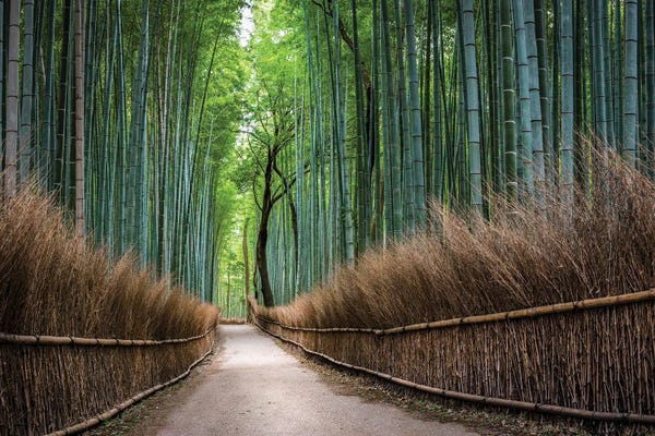 Trails, Paths & Roads: Green Arashiyama Bamboo Forest, Kyoto, Japan by Jan Becke