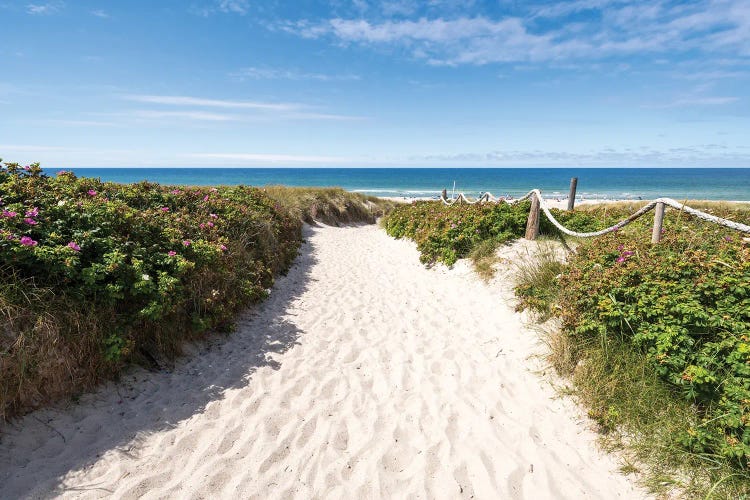 Path Through The Dunes Near Kampen, Sylt, Schleswig Holstein, Germany