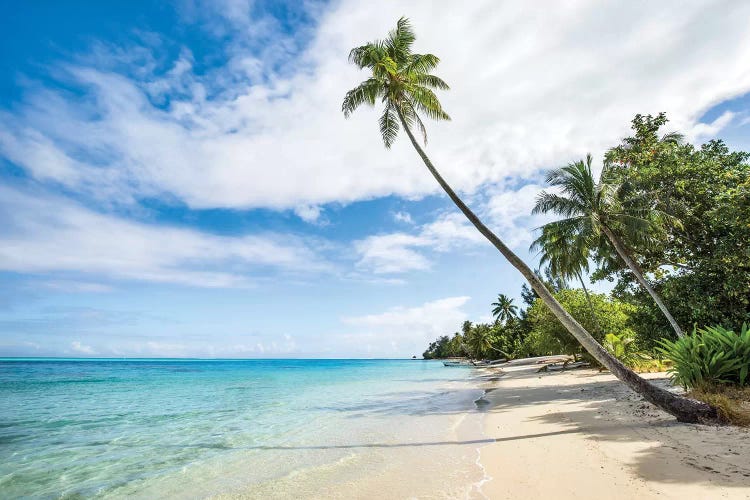 Palm Tree At The Beach On A Tropical Island In The South Sea