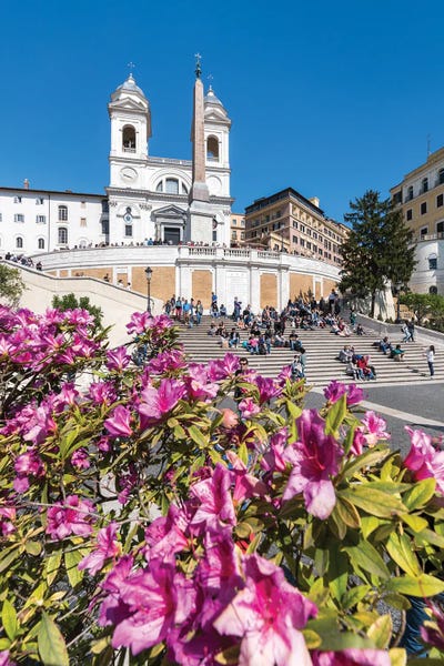 Azalea Flowers Also Known As Rhododendron In Spring At The Spanish Steps, Rome, Italy by Jan Becke framed canvas print