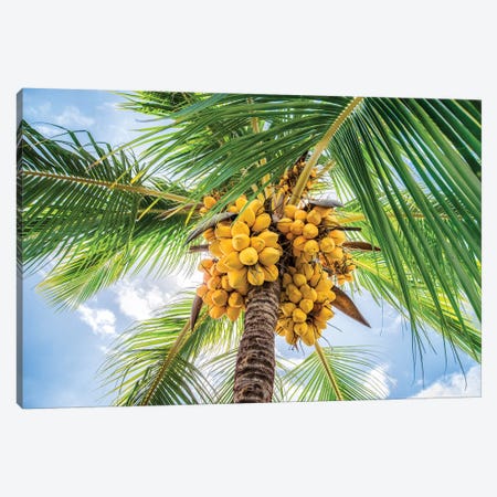 Close Up Of A Coconut Tree Canvas Print #JNB185} by Jan Becke Canvas Art Print