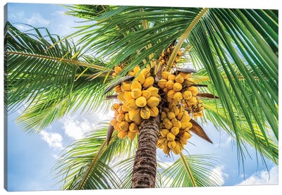 Close Up Of A Coconut Tree Canvas Art Print - French Polynesia Art
