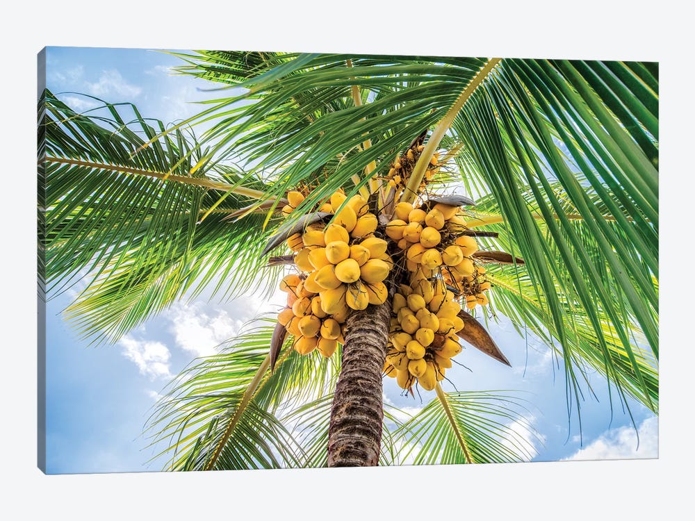 Close Up Of A Coconut Tree by Jan Becke 1-piece Canvas Art Print