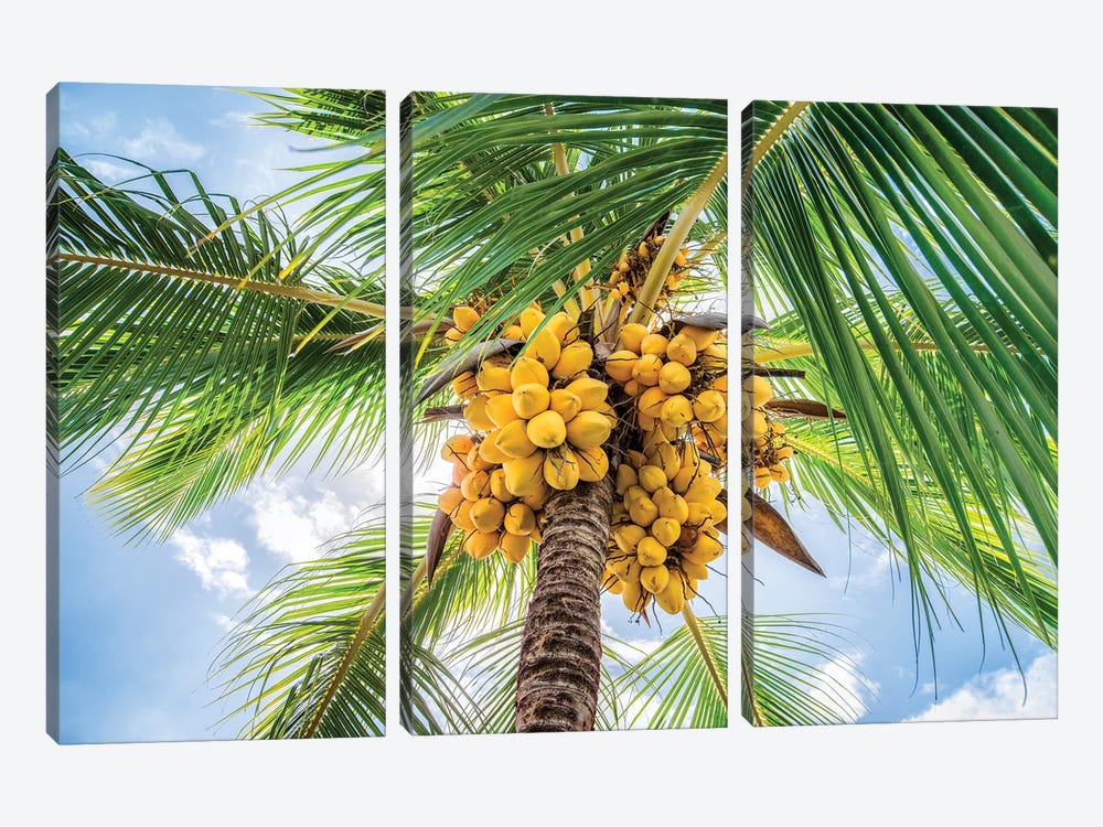Close Up Of A Coconut Tree by Jan Becke 3-piece Canvas Art Print