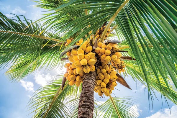 French Polynesia: Close Up Of A Coconut Tree by Jan Becke