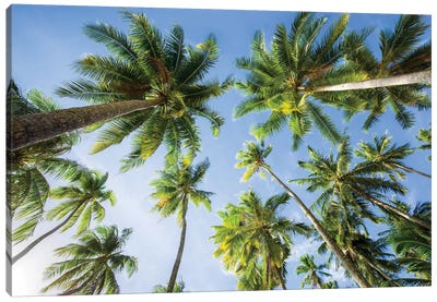 Palm Tree Plantation Canvas Art Print - French Polynesia Art