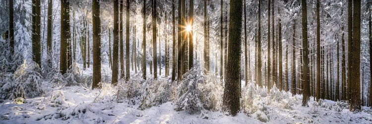 Forest Of Odes (Odenwald) In Winter