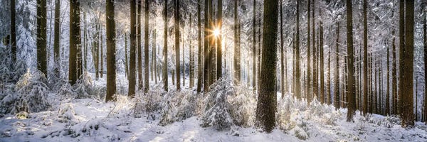 Snowscapes: Forest Of Odes (Odenwald) In Winter by Jan Becke