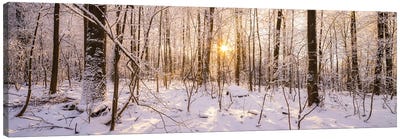 Winter Forest Panorama In Warm Sunlight Canvas Art Print - Winter Art