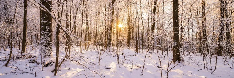 Winter Forest Panorama In Warm Sunlight