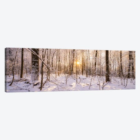 Winter Forest Panorama In Warm Sunlight Canvas Print #JNB2010} by Jan Becke Art Print