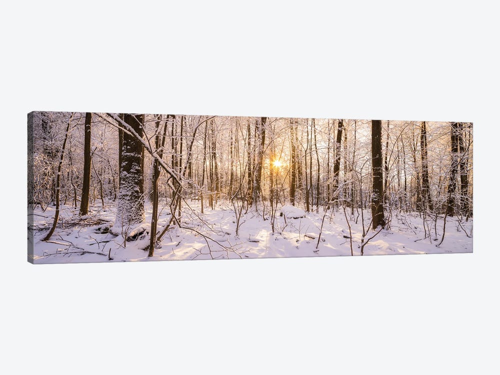 Winter Forest Panorama In Warm Sunlight by Jan Becke 1-piece Canvas Art Print
