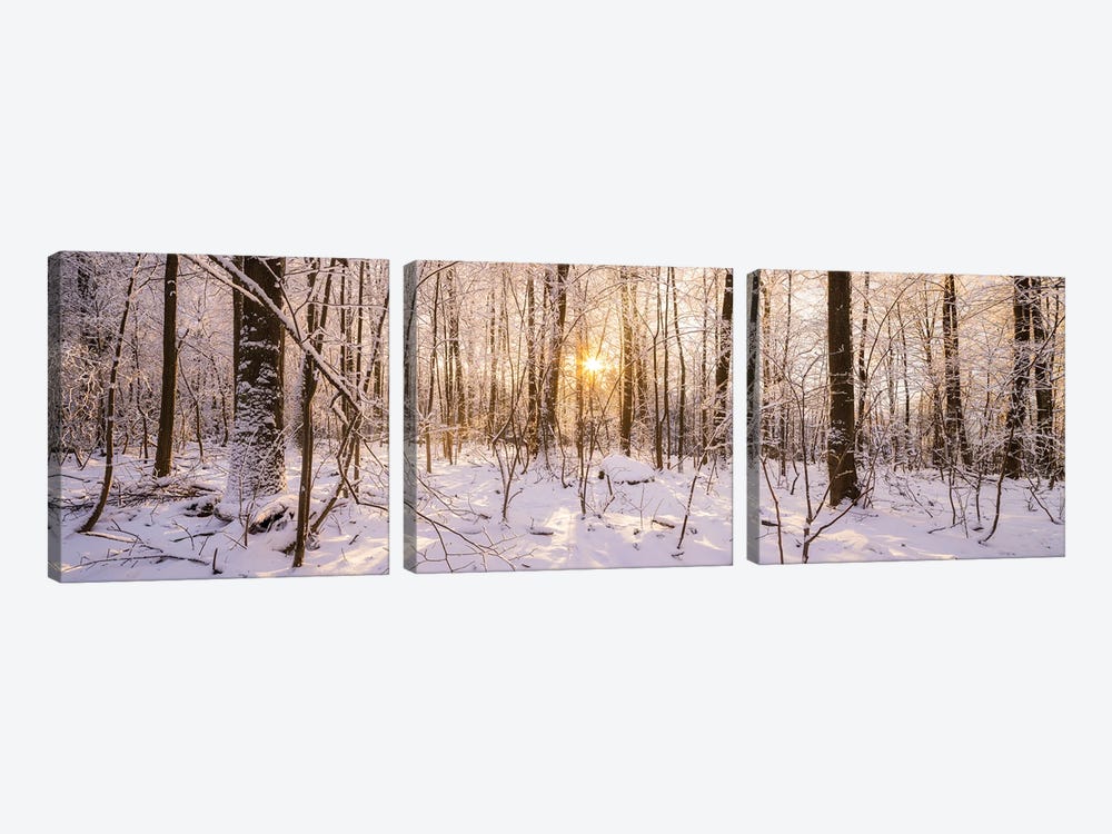 Winter Forest Panorama In Warm Sunlight by Jan Becke 3-piece Canvas Print