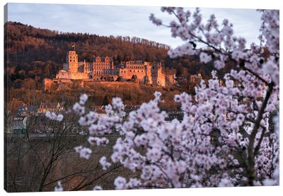 Heidelberg Castle In Spring, Baden-Wuerttemberg, Germany Canvas Art Print