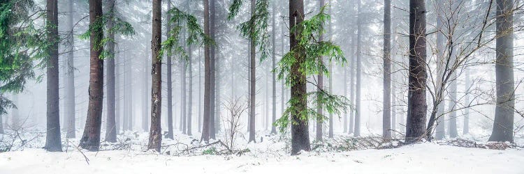 Forest Landscape Panorama In Winter