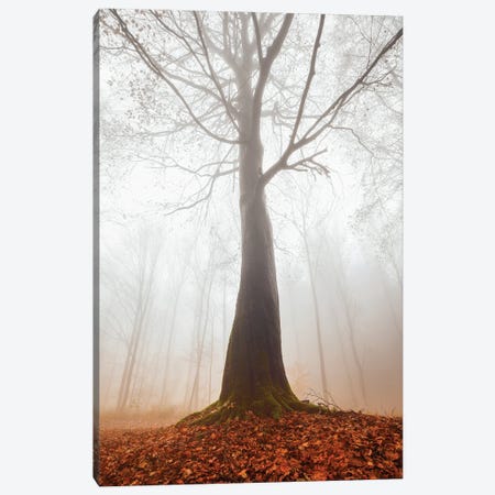 Mystical Tree In The Autumn Forest Canvas Print #JNB2113} by Jan Becke Canvas Wall Art