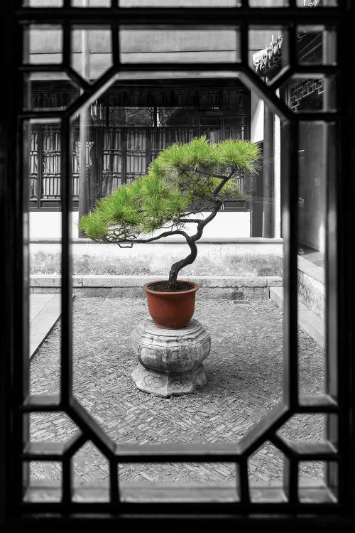 Pine Bonsai Tree As Garden by Jan Becke wall art