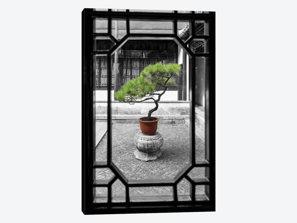 Pine Bonsai Tree As Garden by Jan Becke 1-piece Canvas Art