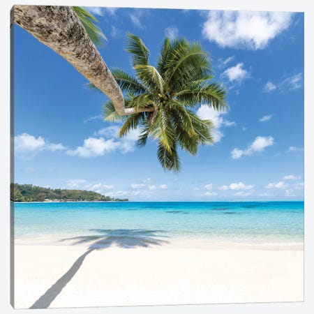Hanging Palm Tree On The Beach, Bora Bora, French Polynesia Canvas Print #JNB2163} by Jan Becke Art Print