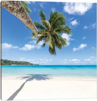 Hanging Palm Tree On The Beach, Bora Bora, French Polynesia Canvas Art Print - French Polynesia Art