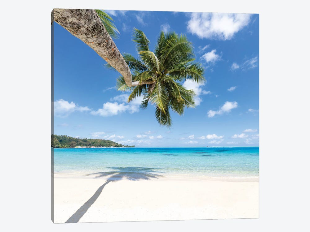 Hanging Palm Tree On The Beach, Bora Bora, French Polynesia by Jan Becke 1-piece Canvas Artwork