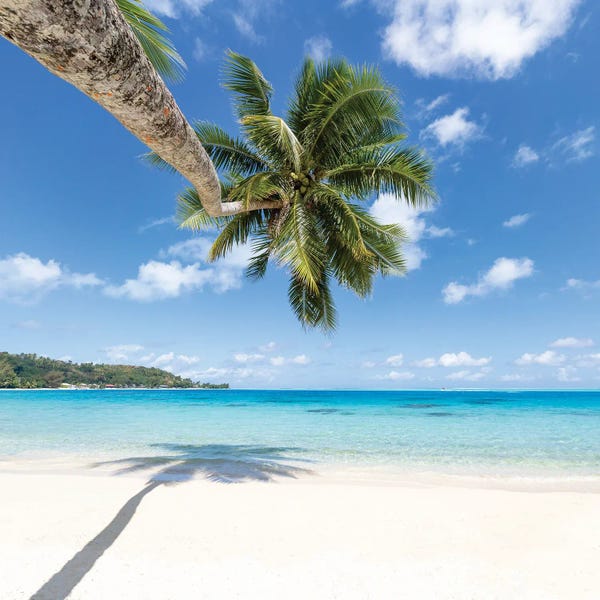 Society Islands: Hanging Palm Tree On The Beach, Bora Bora, French Polynesia by Jan Becke