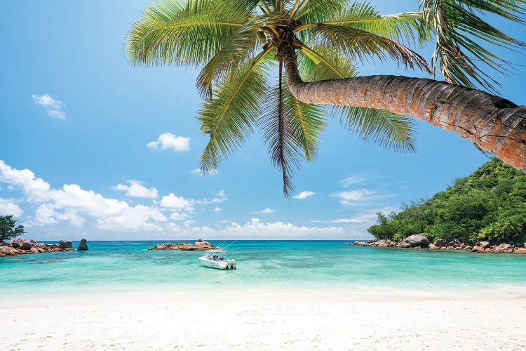 Palm Tree At Petite Anse Kerlan Beach, Praslin, Seychelles