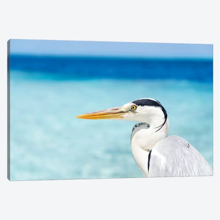 Close Up View Of A Grey Heron Bird In The Maldives Canvas Print #JNB2265} by Jan Becke Art Print