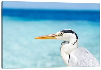 Close Up View Of A Grey Heron Bird In The Maldives Canvas Art Print - Heron Art