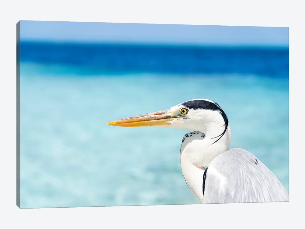 Close Up View Of A Grey Heron Bird In The Maldives by Jan Becke 1-piece Canvas Artwork