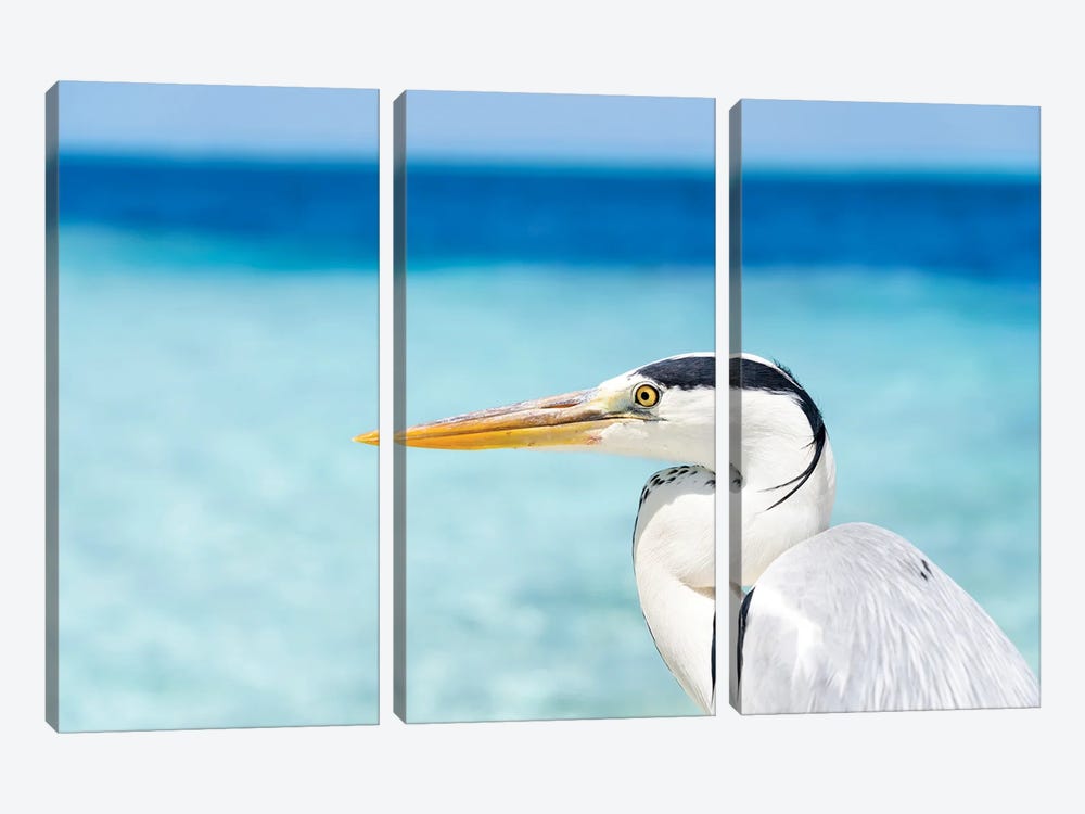 Close Up View Of A Grey Heron Bird In The Maldives by Jan Becke 3-piece Canvas Artwork