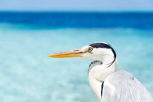 Herons: Close Up View Of A Grey Heron Bird In The Maldives by Jan Becke