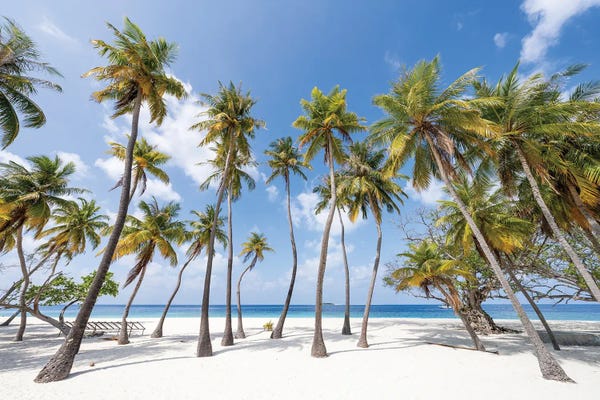 Islands: Palm Trees On The Beach On A Tropical Island In The Maldives by Jan Becke