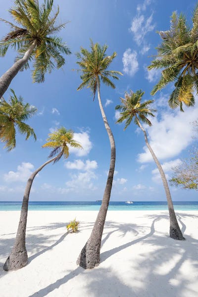 Fine Art Print: Palm Trees On The Beach, Maldives by Jan Becke