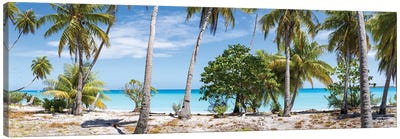 Panoramic View Of Palm Trees On The Beach, Maldives Canvas Art Print - Maldives
