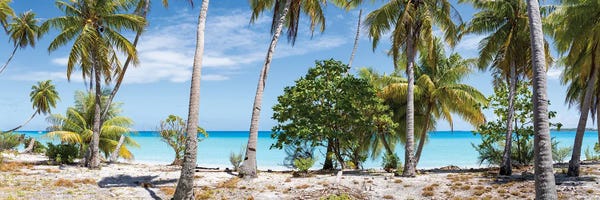 Canvas Print: Panoramic View Of Palm Trees On The Beach, Maldives by Jan Becke