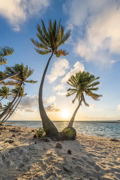 Fine Art Print: Sunset On A Tropical Beach With Palm Trees by Jan Becke