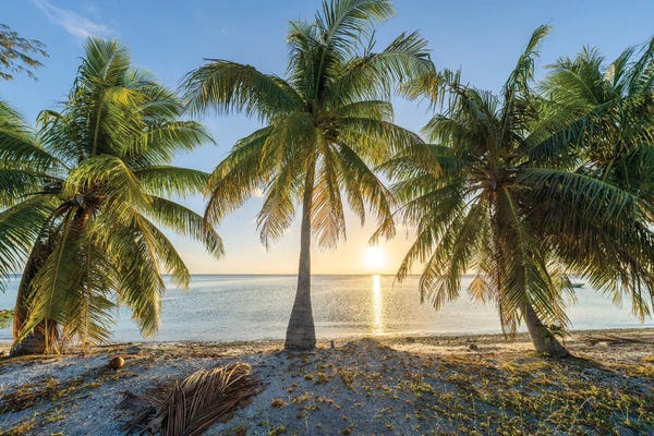 Fine Art Print: Palm Beach At Sunset by Jan Becke