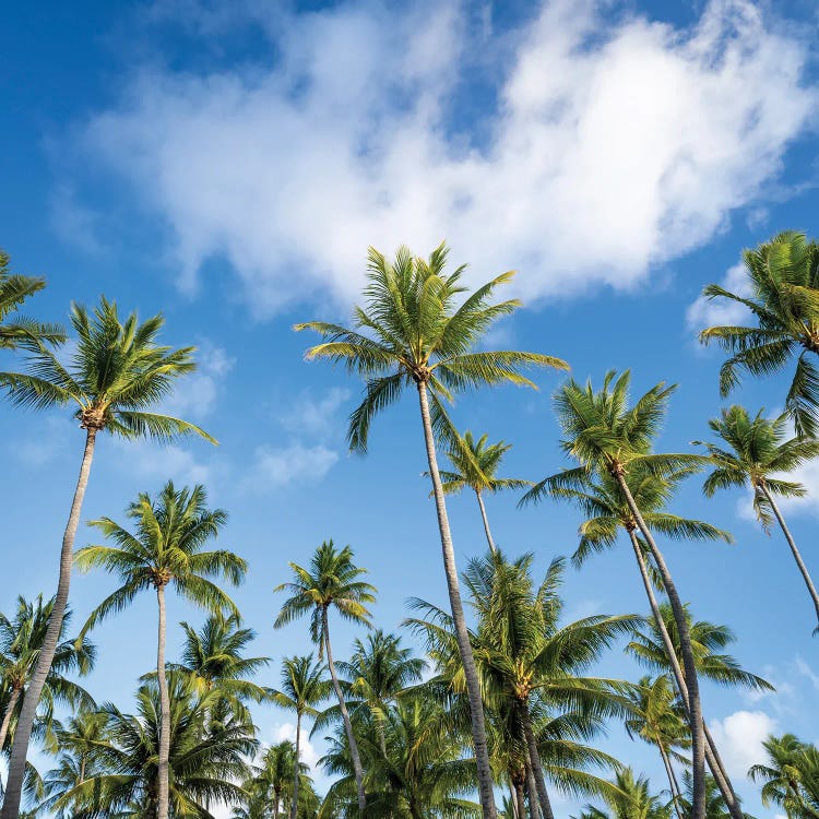 Palm Trees On A Sunny Day