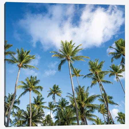 Palm Trees On A Sunny Day Canvas Print #JNB2304} by Jan Becke Canvas Wall Art